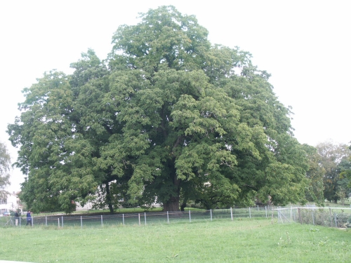 hundertjähriger Nußbaum